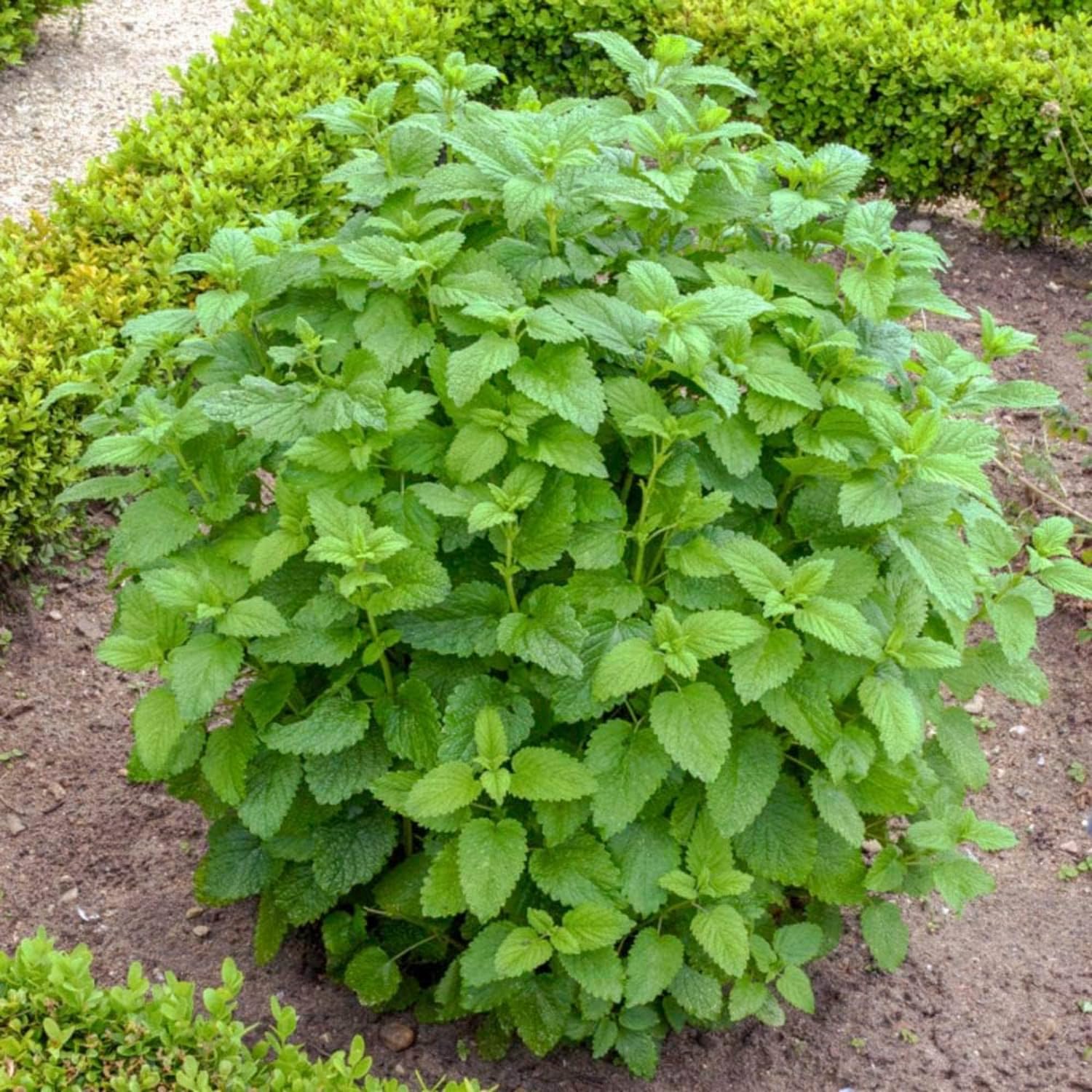 Pack 6 Lemon Balm Plants Live, Perennial Mint Lemon Balm, Well Rooted Herbs Plant 4-7'' Tall Culinary Indoor Outdoor Growing Spring