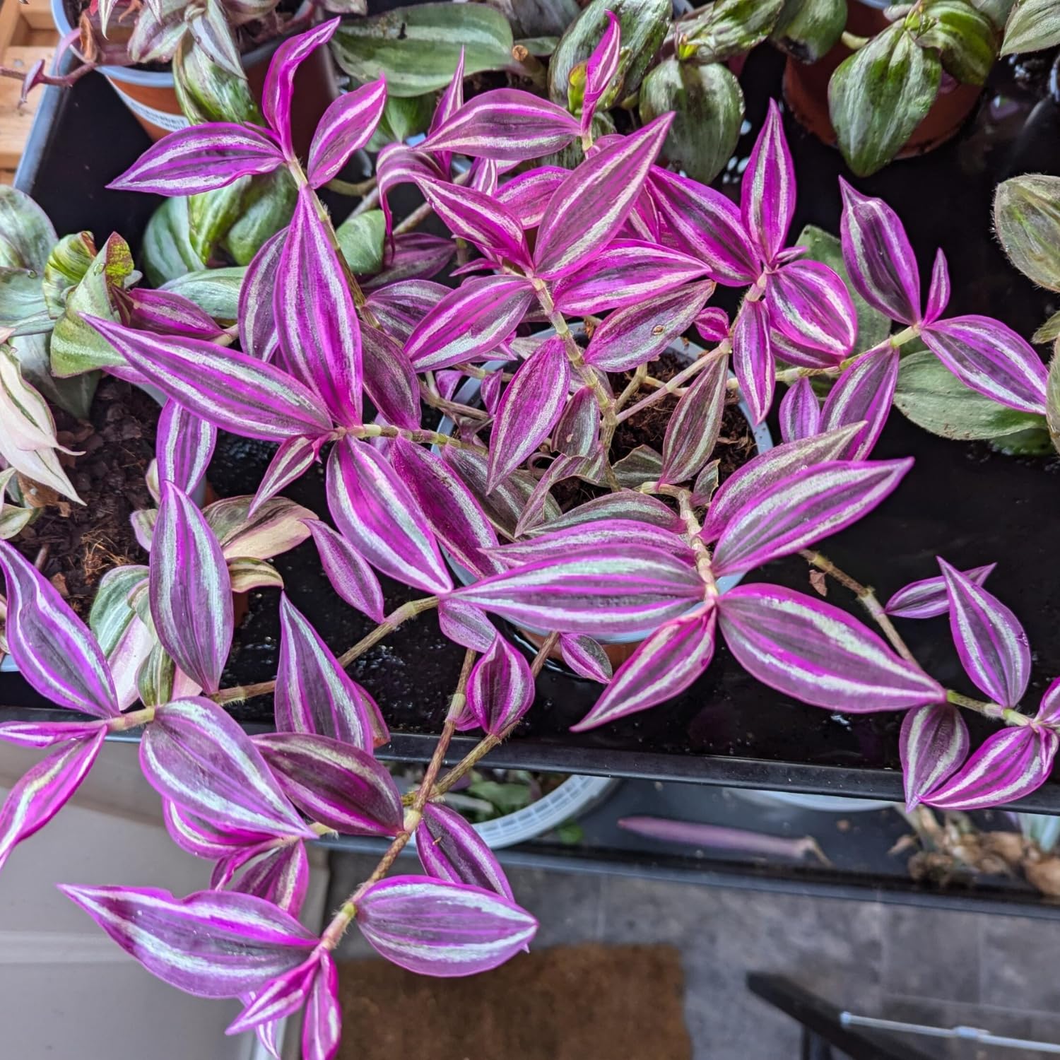 Pink Wandering Jew Live Plant, Paradise Tradescantia Live Houseplant Indoor Outdoor, in 3.25 Inch Pot