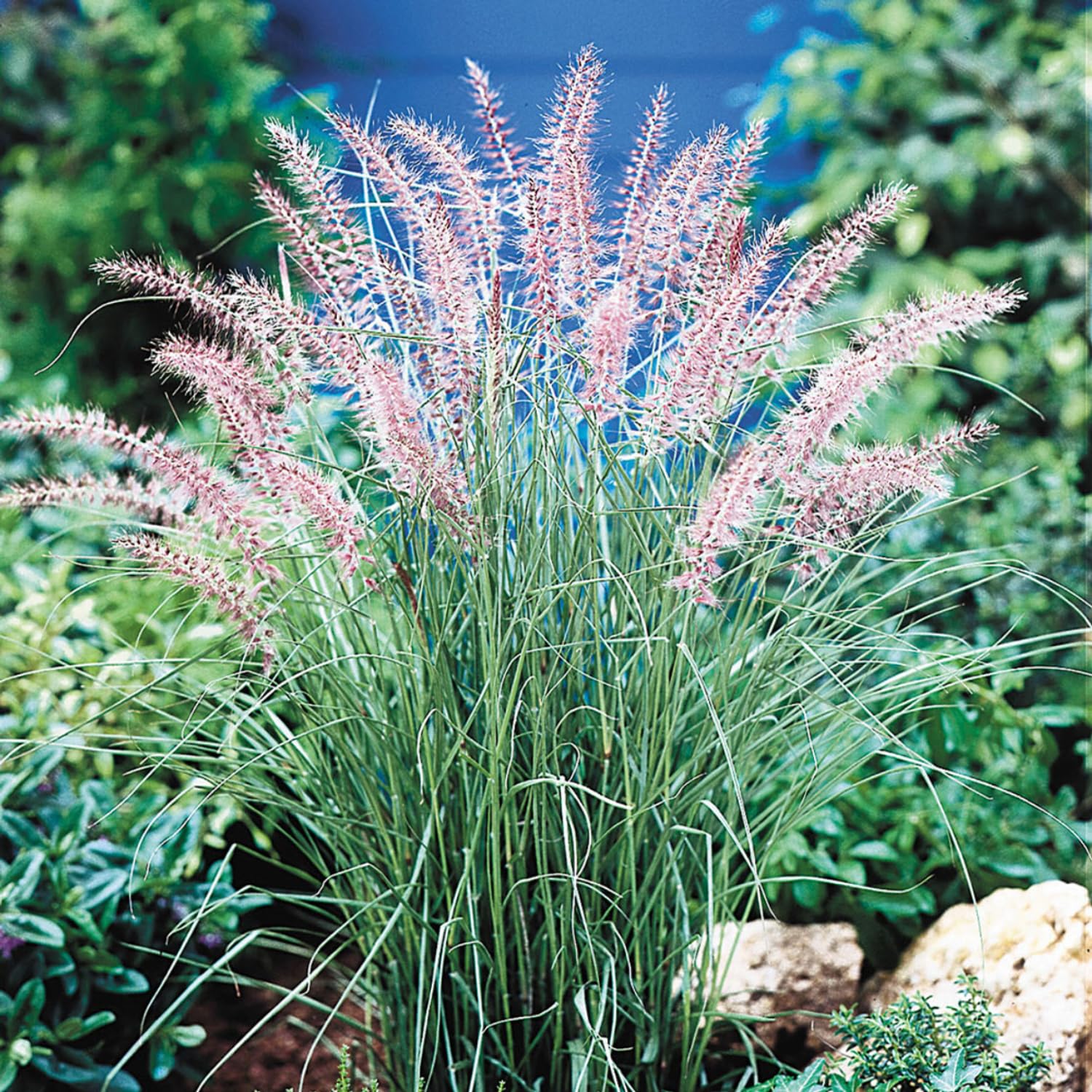 2 Fountain Grass Plants Live, Tall Ornamental Perennial Grass for Landscaping, 5-9 Inch Height Well Rooted to Grow (Pink Rose Fountain Grass)