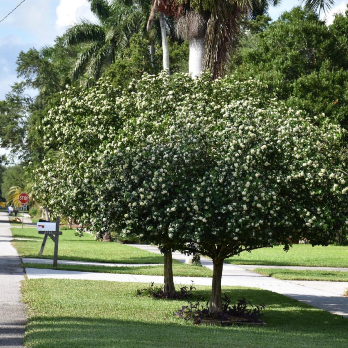 Orange Jasmine Plant Live, Fragrant White Blooming Vine, 2-3 Feet Tall in 3 Gallon Pot, Outdoor Garden Climbing Plant, No Ship to CA