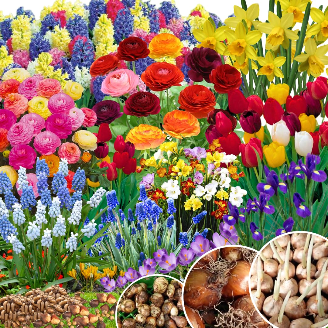 Multicolor Flowers Bulbs for Spring Planting, Perennial Flower Bulbs, Early Spring Flower to Plant Outside, Colorful Blooms Groundcover Bulbs, Top Size