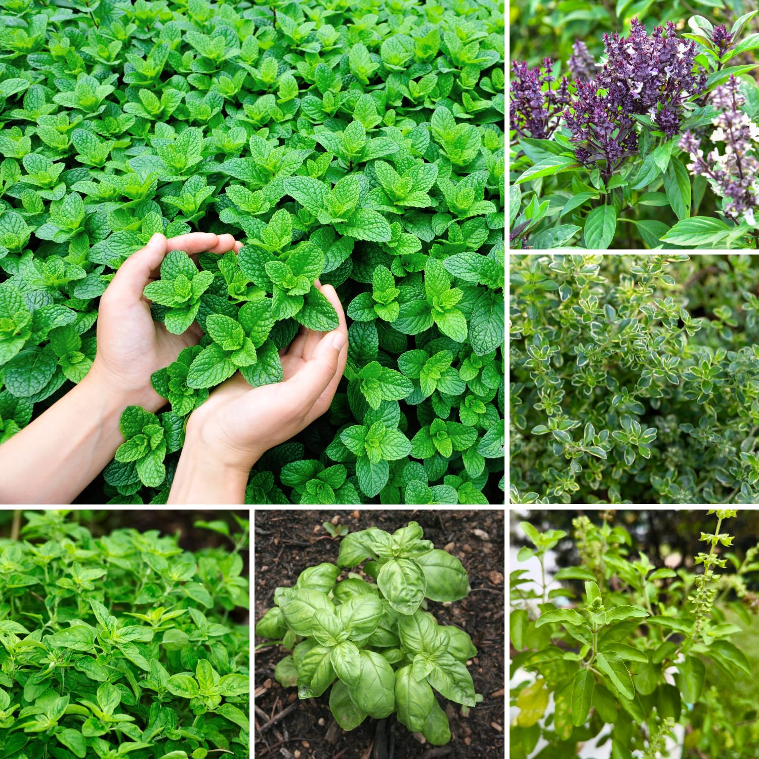 Pack 4 Mix Herb Live Plants, 4-8" Tall Fragrant Lemon Balm, Rosemary, Basil, Oregano and More Varieties Plants Herbs for Garden, Patio and Kitchen Growing, No Pot, Live Herbs Seedlings