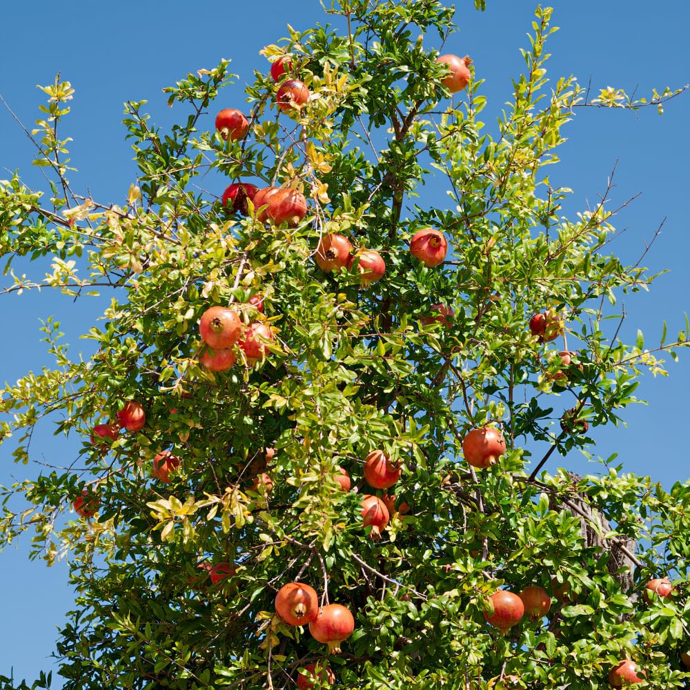 Red Pomegranate Plant Live, Pomegranate Tree Live Plants, Tropical Fruit Tree for Edible Garden, 3 Gallon Pot, 2 to 3 Feet Height, No Ship to CA