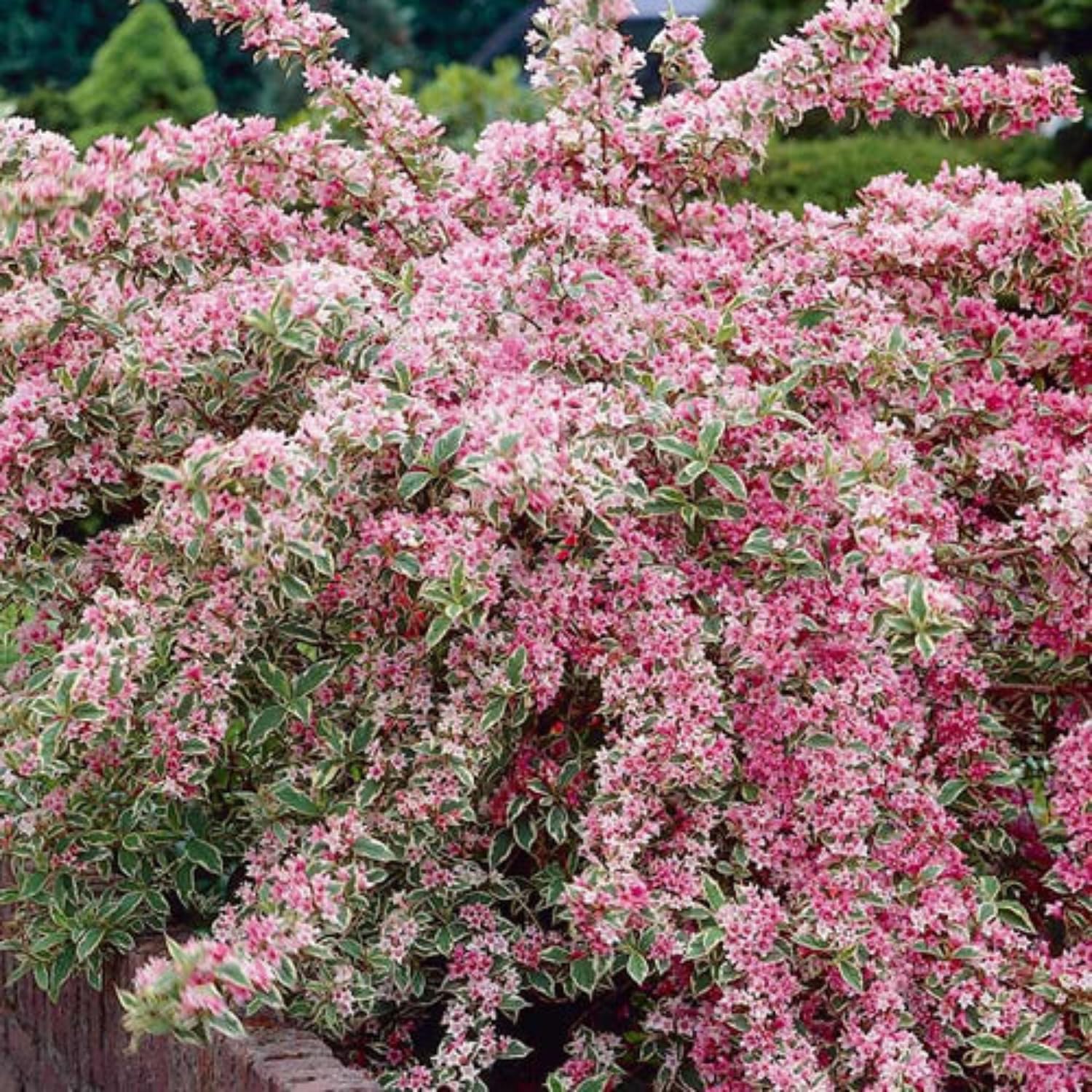 Variegated Weigela Live Plant Blooming Shrub,1-2 Ft Hardy Dormant Perennial Flowering Bush for Garden Borders