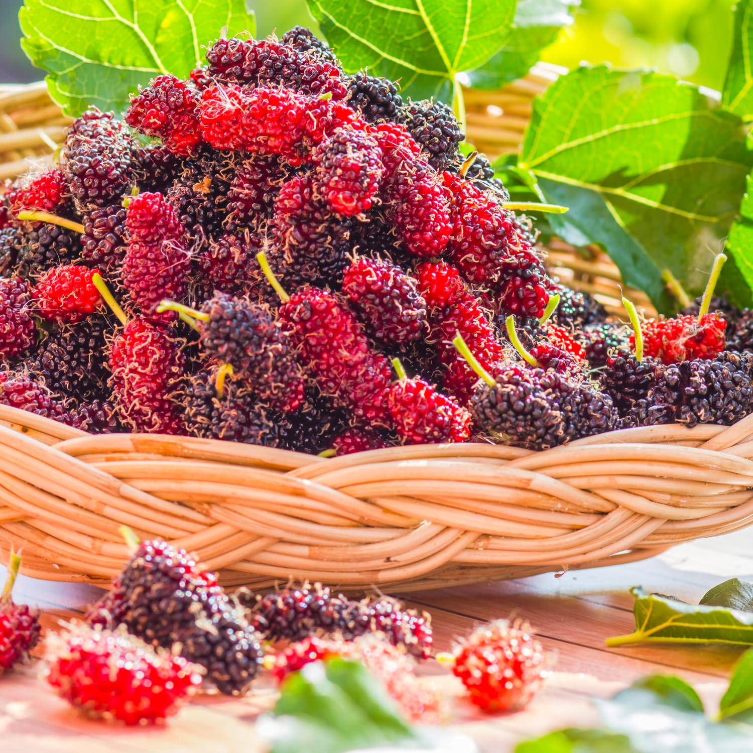 Red Mulberry Trees 6-8 Inches Tall Starter Plants - Edible Mulberries Fruit to Grow Outdoor - Sweet Mulberry Plants Live for Planting