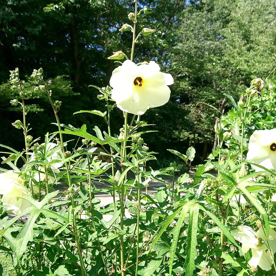 Set 3 Chief Prize Tree Hibiscus Plant Live, Starter 4-6 Inches in Tall, Stunning Blooming Shrubs for Indoor and Outdoor Spaces