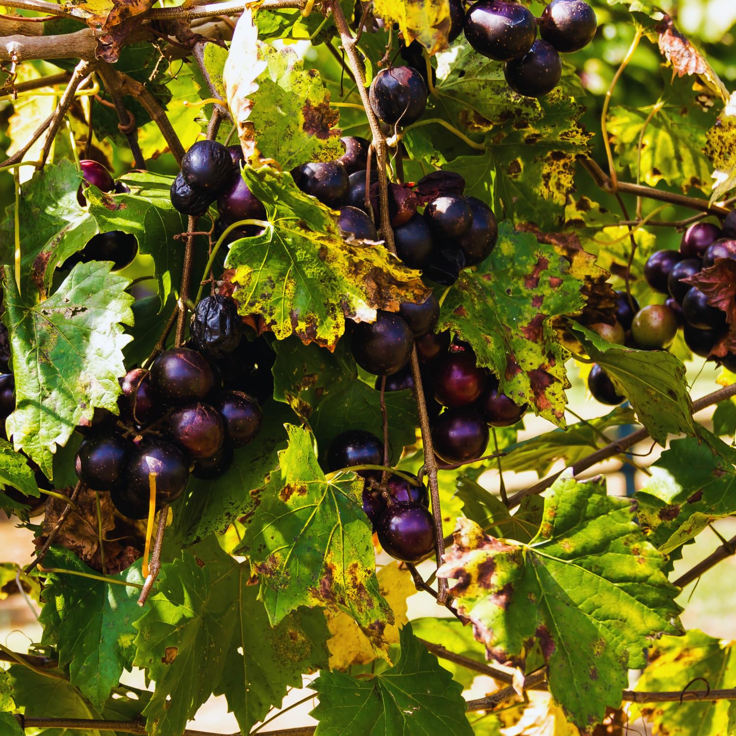 Muscadine Grape Vine Live Plant Pot, Sweet Grape Plant Live, Hardy Fruit Vine Plants Gardening, 20-24 Inc Tall, No Ship to CA