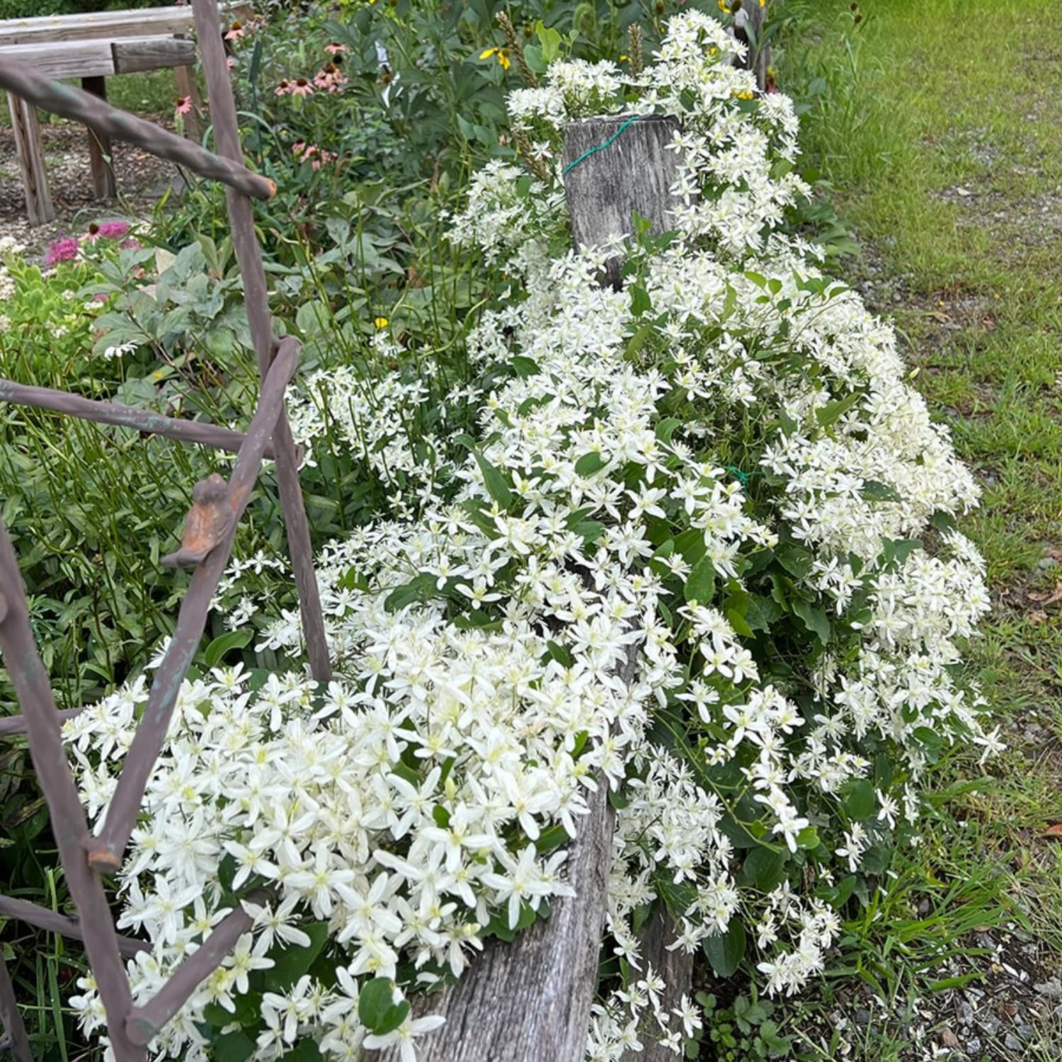 Set 3 Clematis Plants Live in 4'' Pot, Live Sweet Autumn Clematis Vine, Fragrant, Fast-Growing Flowering Vine for Trellises, Arbors, Winter Dormant