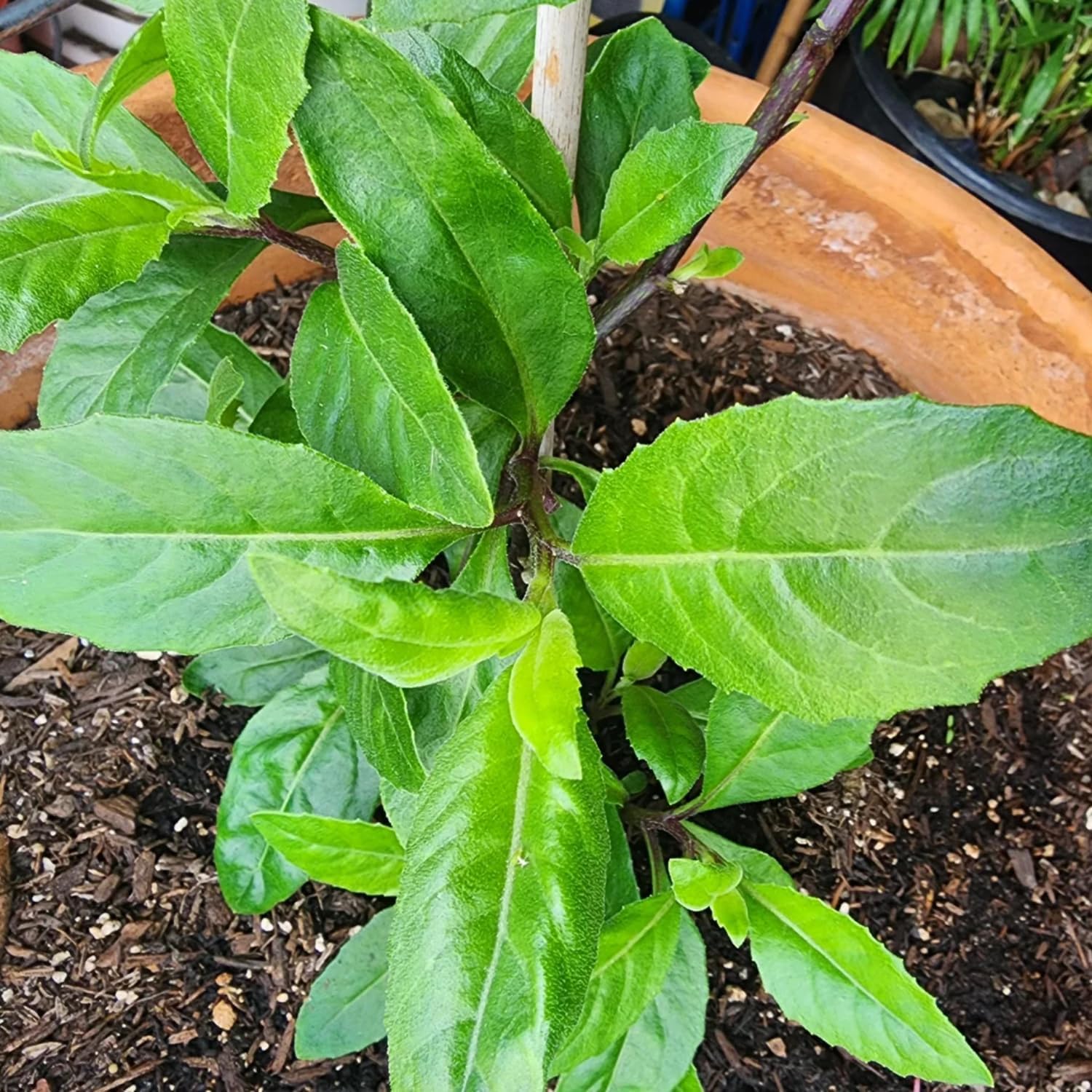 Longevity Spinach Plant Live, Longevity Spinach Live Plants, Vegetable Plants Live Outdoor Garden 4 to 6 Inches Tall