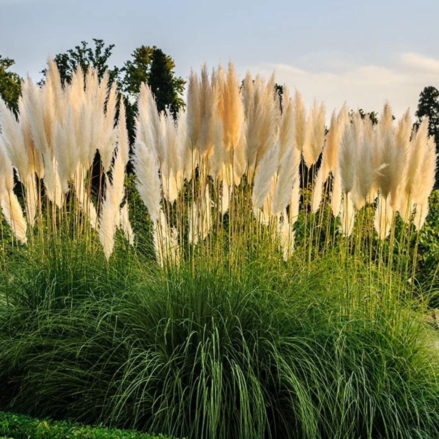 Pack 3 White Pampas Grass Plants Live Clumps, 5-9 Inch Tall, Ornamental Grasses Live Plants Perennial