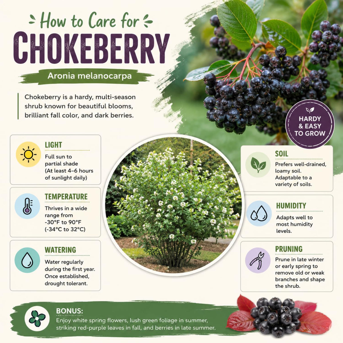 Black Chokeberry Tree Live Plant, Aronia Edible Berry Shrub, 5-8 Inch Tall
