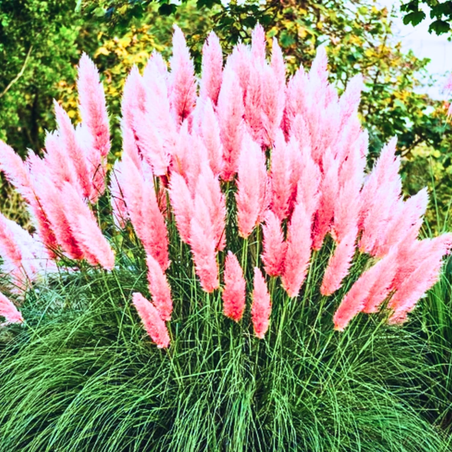 Pack 3 Pink Pampas Grass Plants Live Clumps, 5-9 Inch Tall, Ornamental Grasses Live Plants Perennial