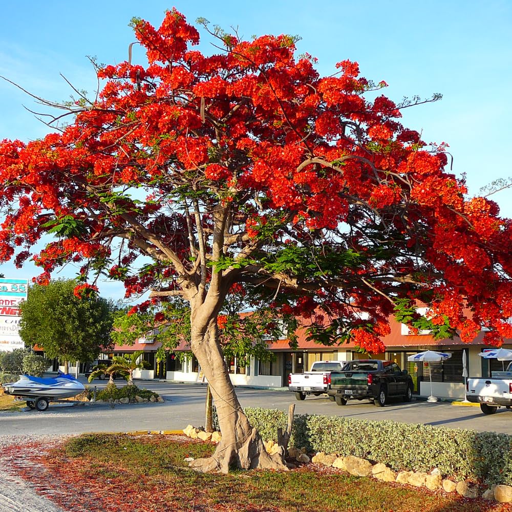 10 Royal Poinciana Seeds for Planting, Red Tropical Flamboyant Tree Seeds for Outdoor Landscapes