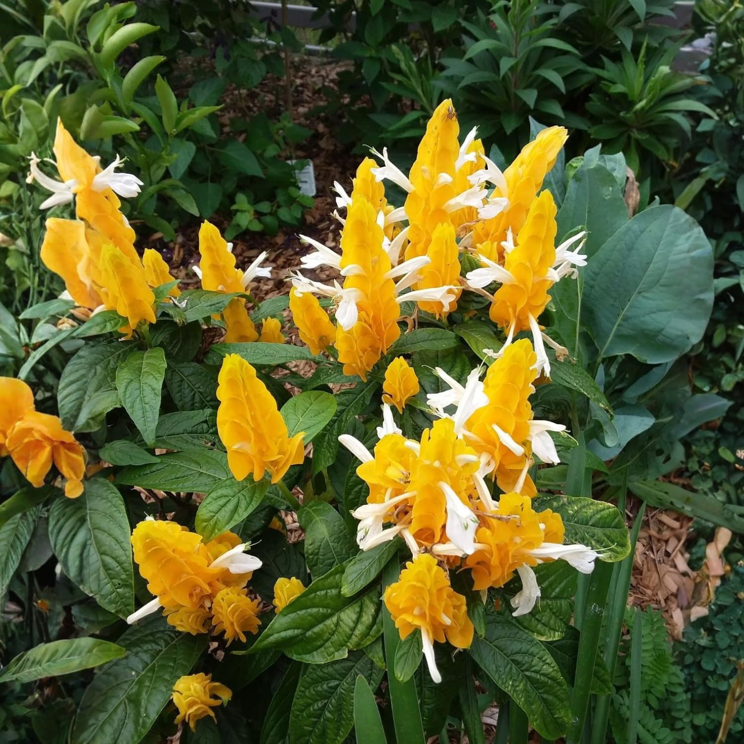 2 Yellow Shrimp Live Plants, 4-8'' Tall Live Yellow Shrimp Plant, Vibrant Flower Starter Plant for Garden or Containers, Perennial Well Rooted Plants to Grow