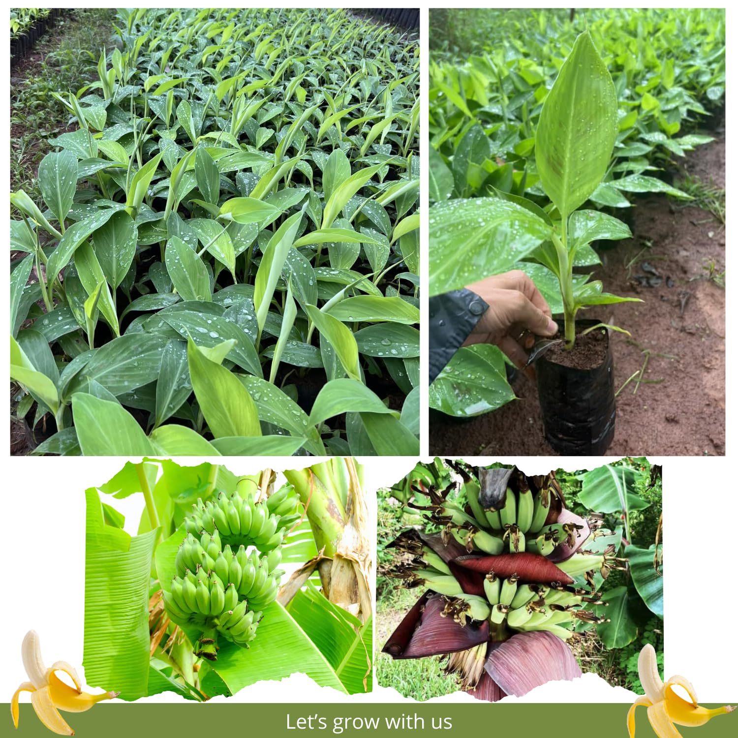 Thai Banana Tree Live Plant, Well Rooted 4-8" Tall, Cold Hardy Tropical Banana Plant Live Well Rooted, Live Banana Fruit