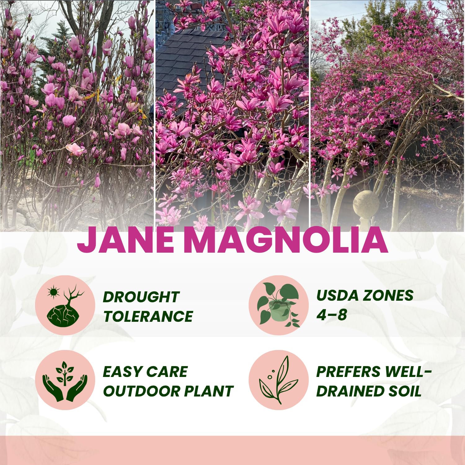 Jane Magnolia Live Plant, 3 Gallon Pot, 2–3 Ft Tall, Flowering Tree with Pink Purple Blooms for Patio or Landscape, No Ship to CA