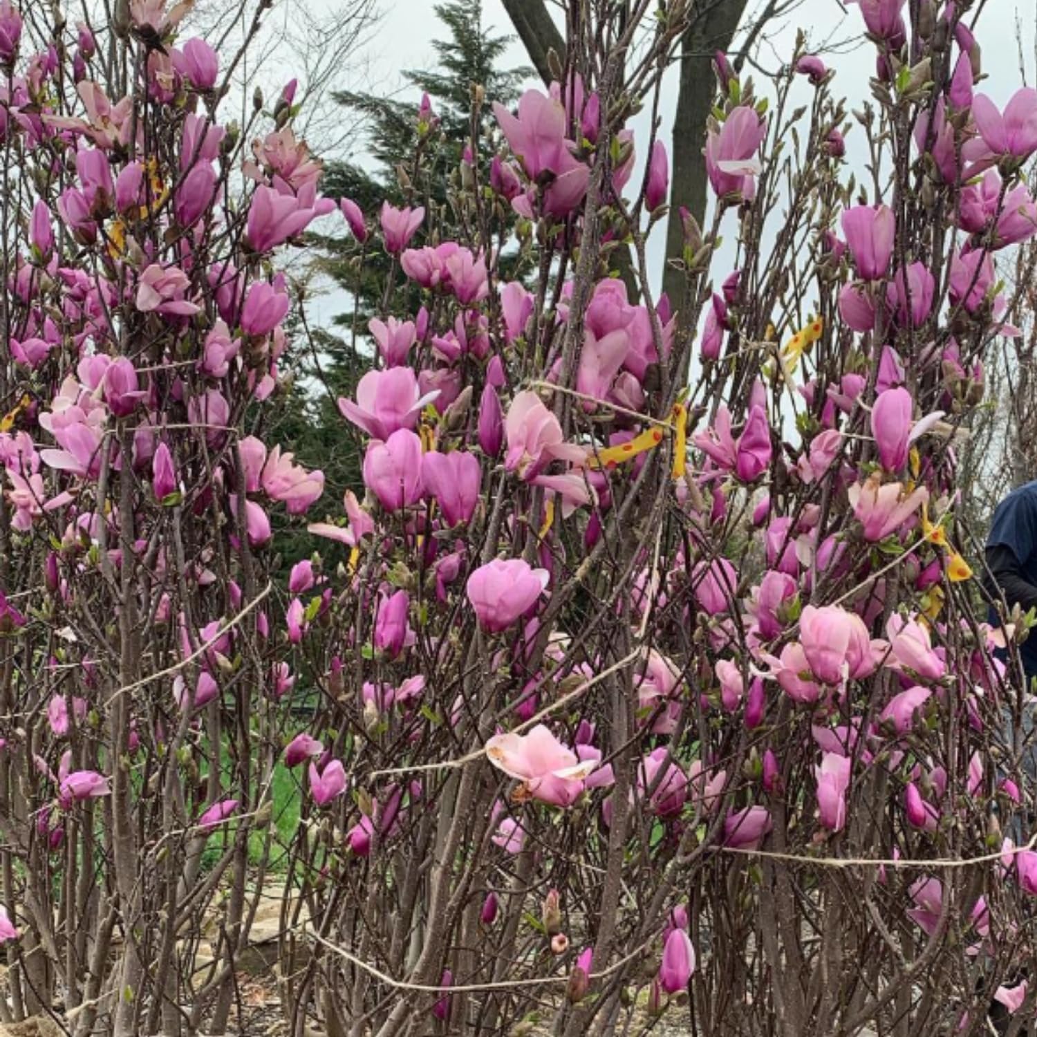 Jane Magnolia Live Plant, 3 Gallon Pot, 2–3 Ft Tall, Flowering Tree with Pink Purple Blooms for Patio or Landscape, No Ship to CA