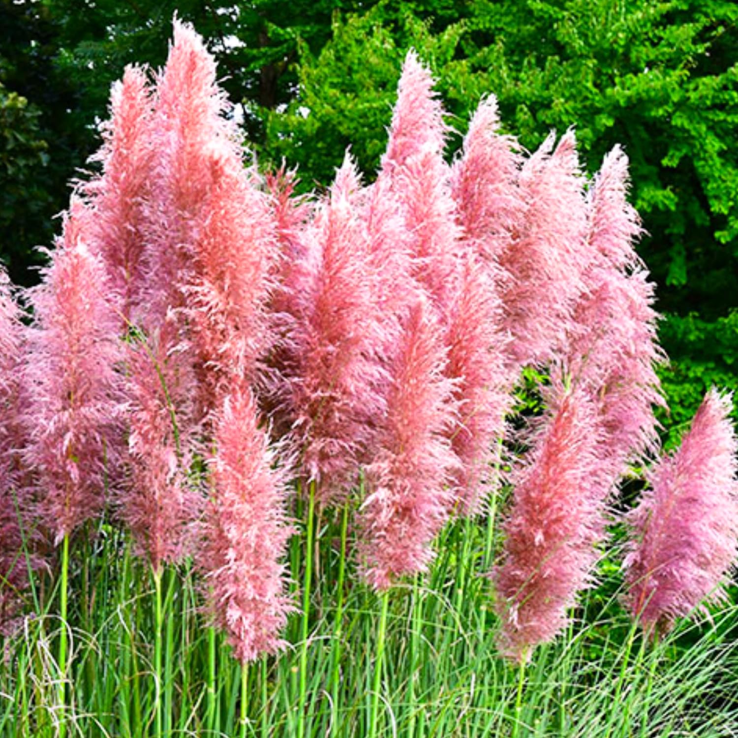 Pack 3 Pink Pampas Grass Plants Live Clumps, 5-9 Inch Tall, Ornamental Grasses Live Plants Perennial