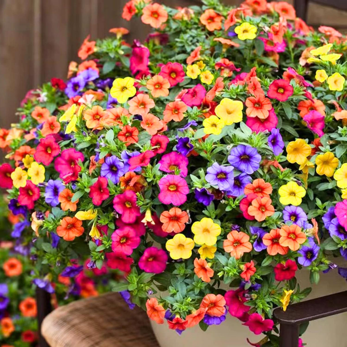 4 Petunia Live Plants, Mix Petunia Flowers, 5-9 Inch Height, Stunning Blooms