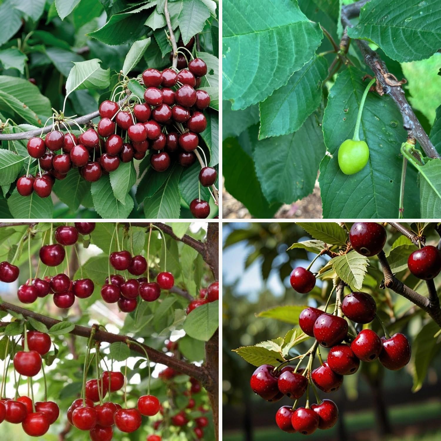 Cherry Tree Live Plant, Cherry Fruit Plant 3-4 Feet Tall in 3 Gallon, Sweet Fruit Tree, Cold Hardy for Outdoor Growing (Dark Red Cherry)