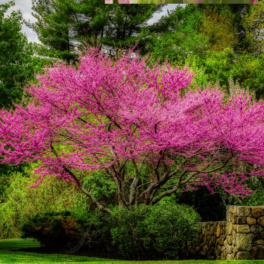 5 Live Redbud Tree Seedlings 1–2 Ft Tall, Hardy Ornamental Red Bud Trees Roots, Pink Spring Blooms