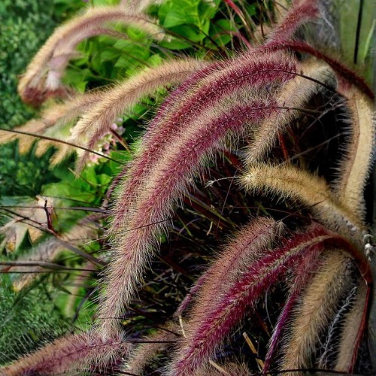 2 Red Fountain Grass Plants, Hardy, Ornamental Grass with Red Plumes, Garden, Border, or Containers Growing, 4-7 Inches