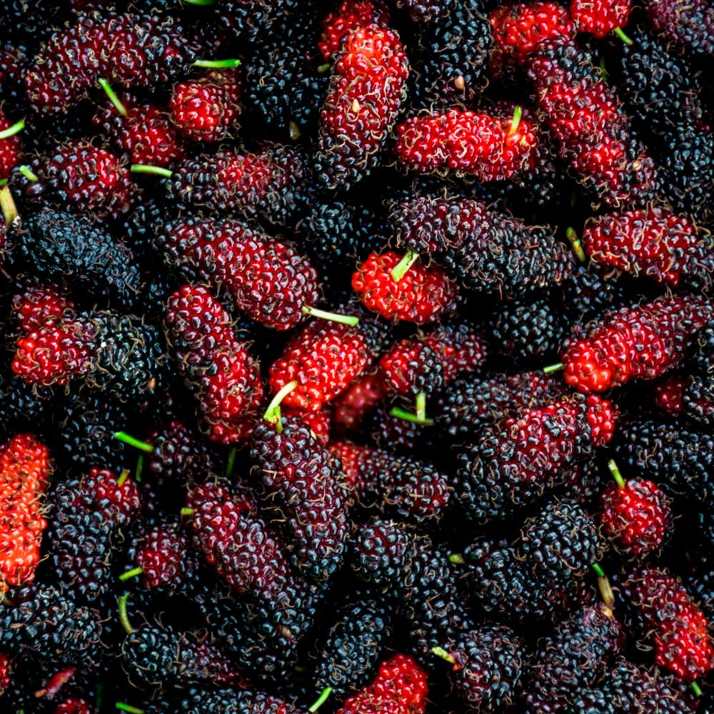 Mulberry Live Plant, Sweet Dark Berries, 5-8 Inch Tall