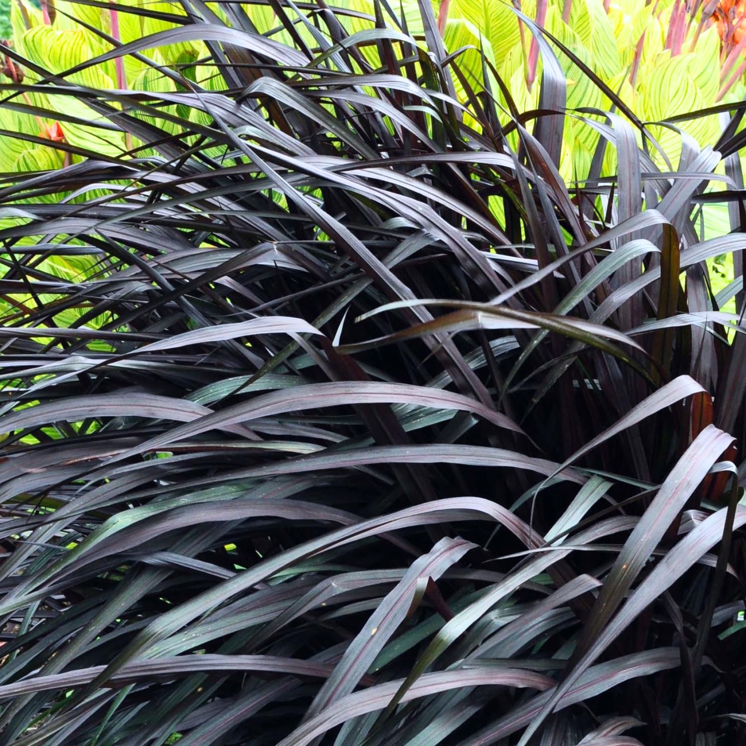 2 Mix Fountain Grass Plants Live, Tall Ornamental Perennial Grass for Landscaping, 5-9 Inch Height Well Rooted