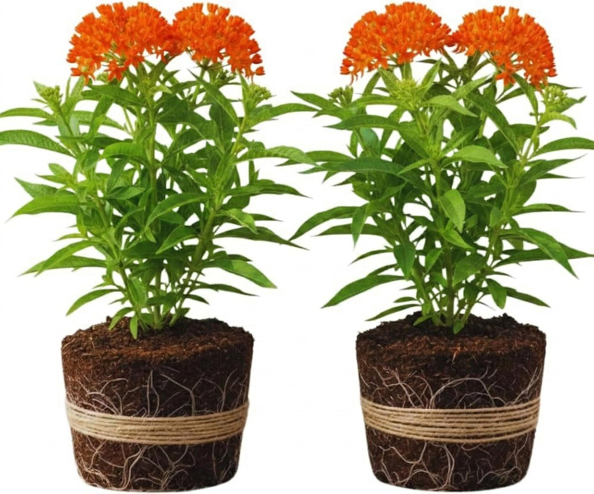 2 Milkweed Plants Live, Live Milkweed Plants, Asclepias Tuberosa Plant, 5 to 8 Inc Tall, Outdoors Gardening (Orange)