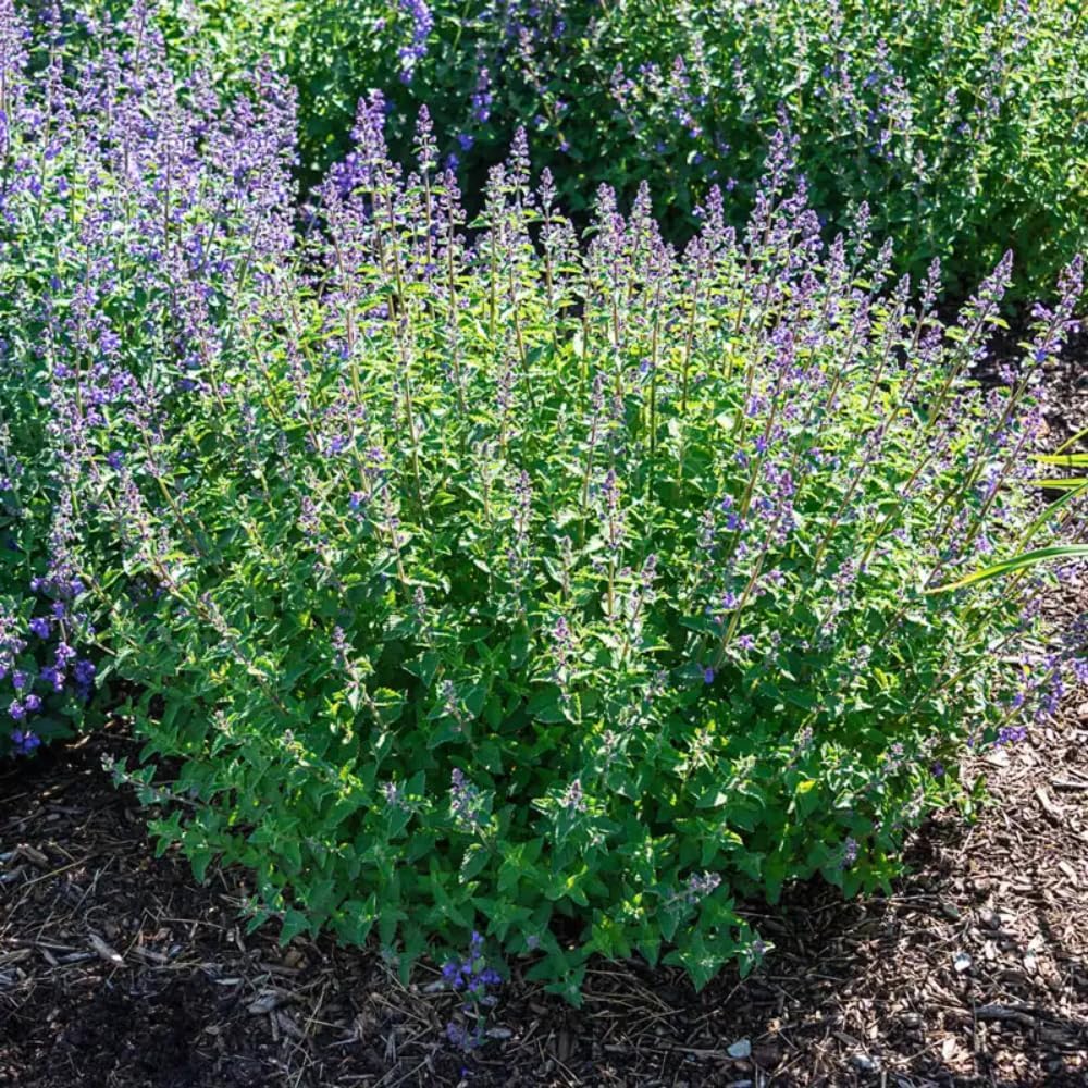 Pack 3 Catnip Plants Live, 4-7" Tall, Catnip Mint Plants Herbs Well-Rooted for Planting Indoor Outdoor Home Garden