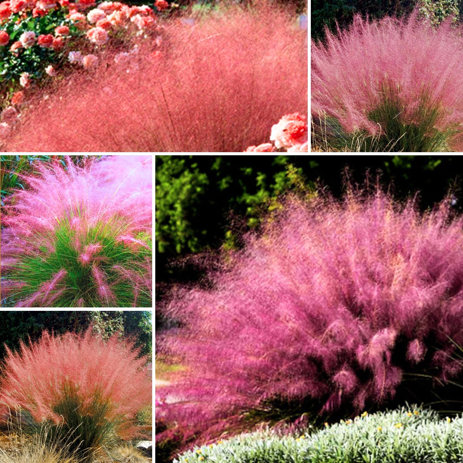 Pack 3 Mix Muhly Grass Plants Live Clumps, 5-9 Inch Tall, Ornamental Grasses Live Plants Perennial