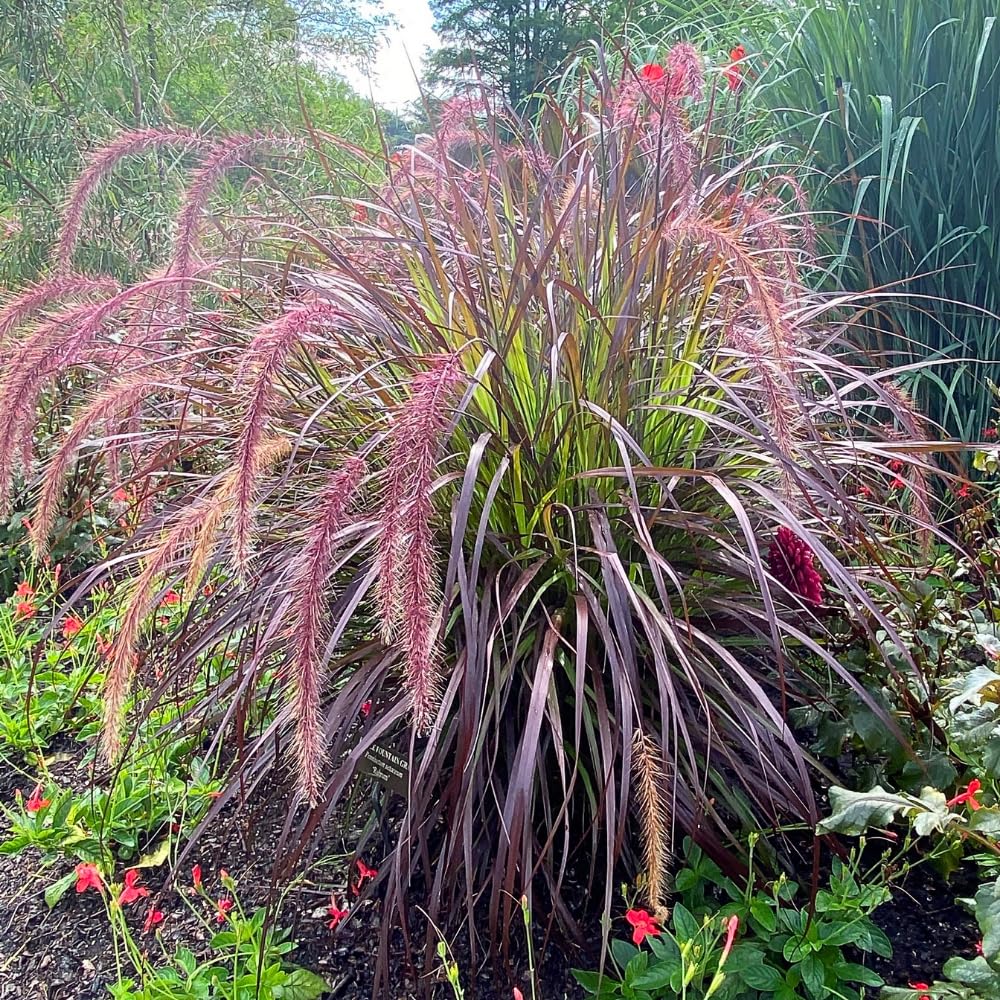 Set 2 Red Fountain Grass Plants Live, Well Rooted 4-6 Inches, Hardy Ornamental Grass for Garden or Containers