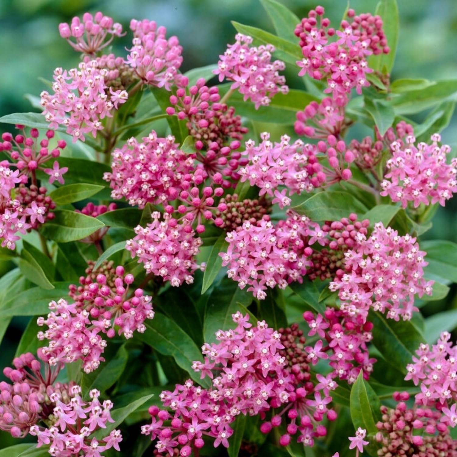 Live Milkweed Plants, 4 Pink Milkweed Live Plants, Asclepias Tuberosa Perennial Flowers for Growing Outdoor Indoor, Flower Plant from 5 to 9 Inches Long