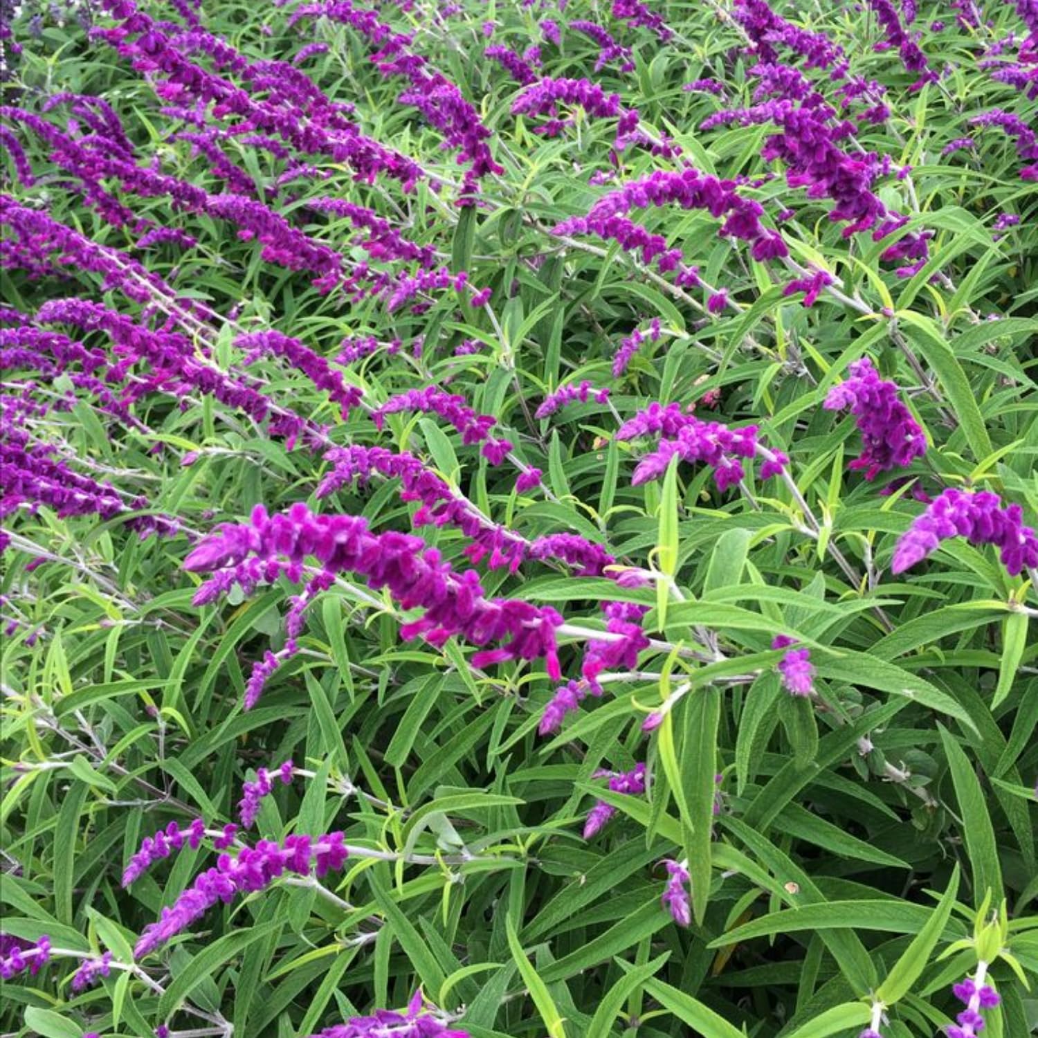 Set 3 Salvia Plants Live, Well Rooted 4-6 Inches, Vibrant, Fragrant Flowering Shrubs for Garden or Containers (Light Purple)