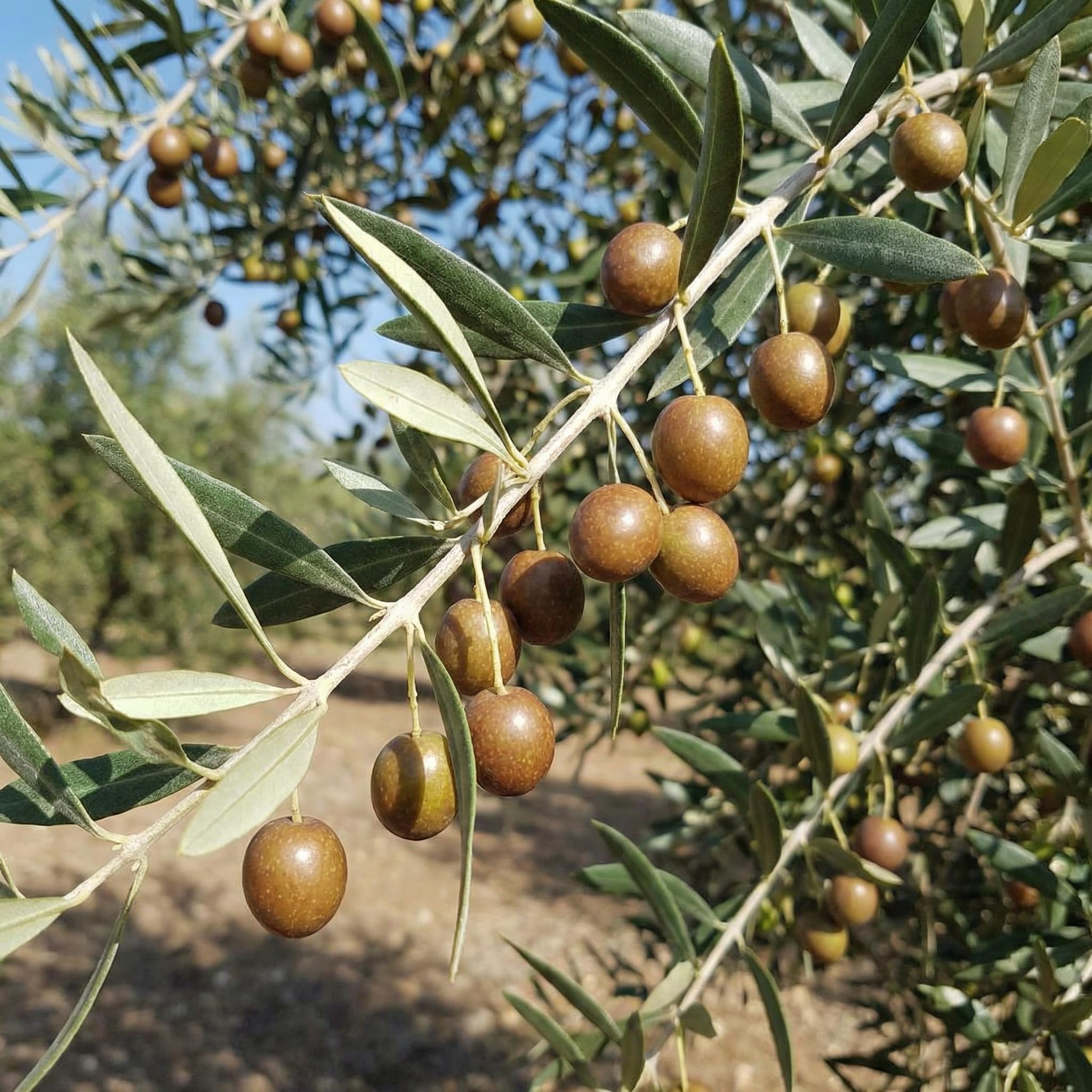 Olive Tree Live Plant 2.5-3 Feet Tall in 3 Gallon Pot, Olive Tree with Silver Green Foliage, Ready to Bear Fruits, Patio, Garden or Container Growing, No CA