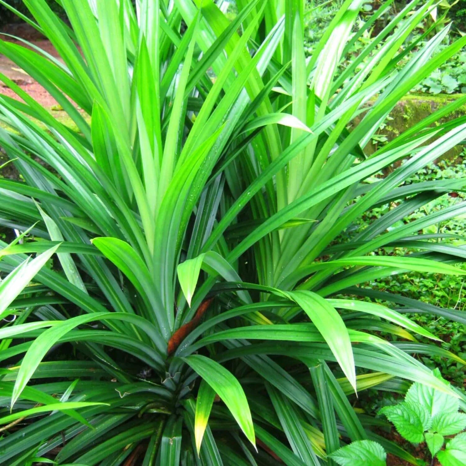 Pandanus Amaryllifolius Plant from 4 Inches, Pandan Plant Live, Indoor Outdoor Planting