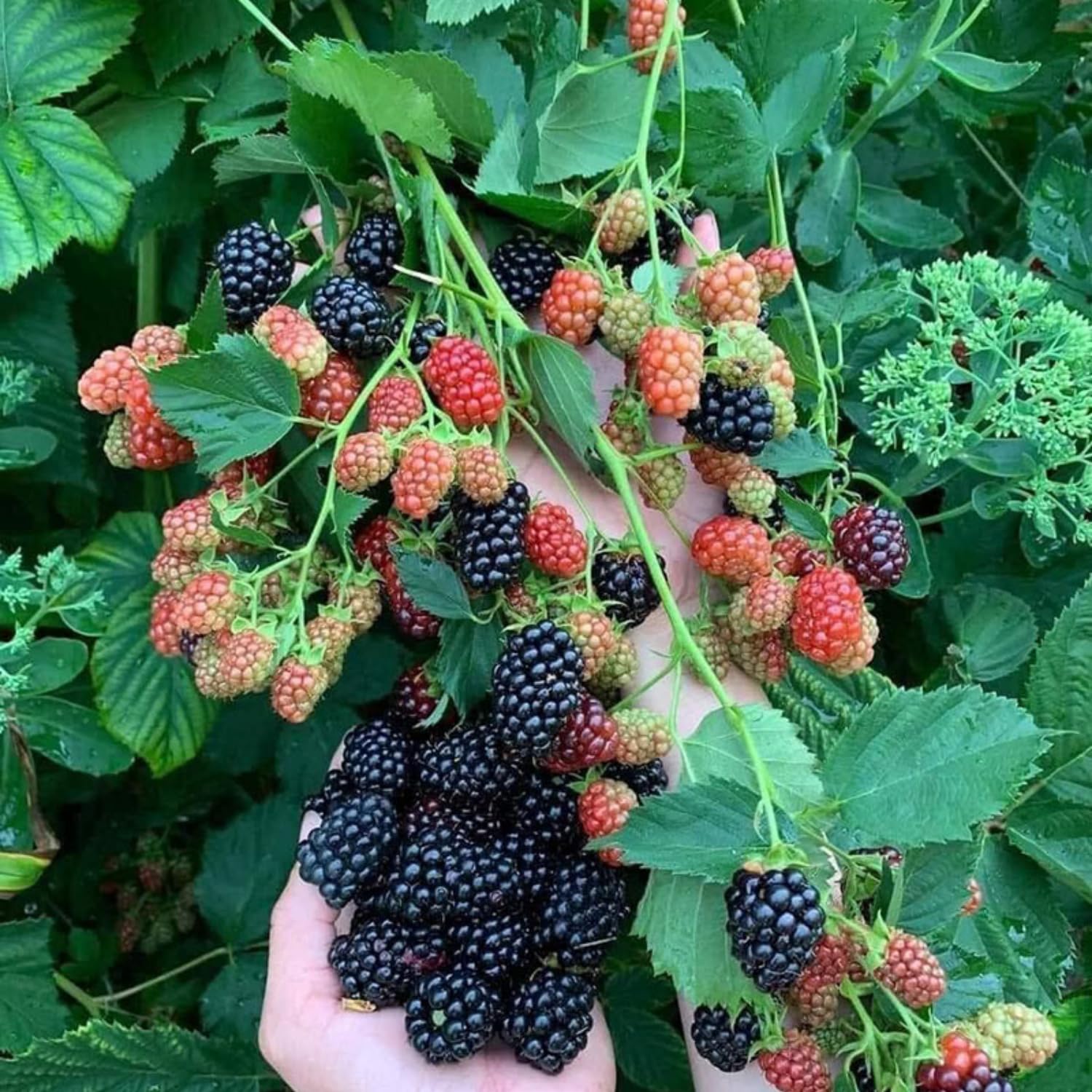 2 Boysenberry Tree Plant Live, Sweet Boysenberry Tree 4-6 Inc, Edible Fruit Plant for Outdoor Landscape