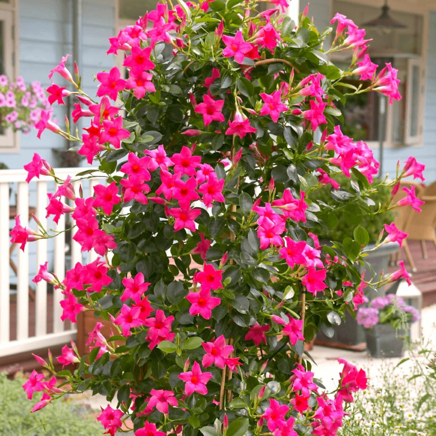 2 Mandevilla Live Plant Vine, Mandevilla Plants Live 5 to 8 Inc Tall Plant Growing Perennial Flowers (Pink)