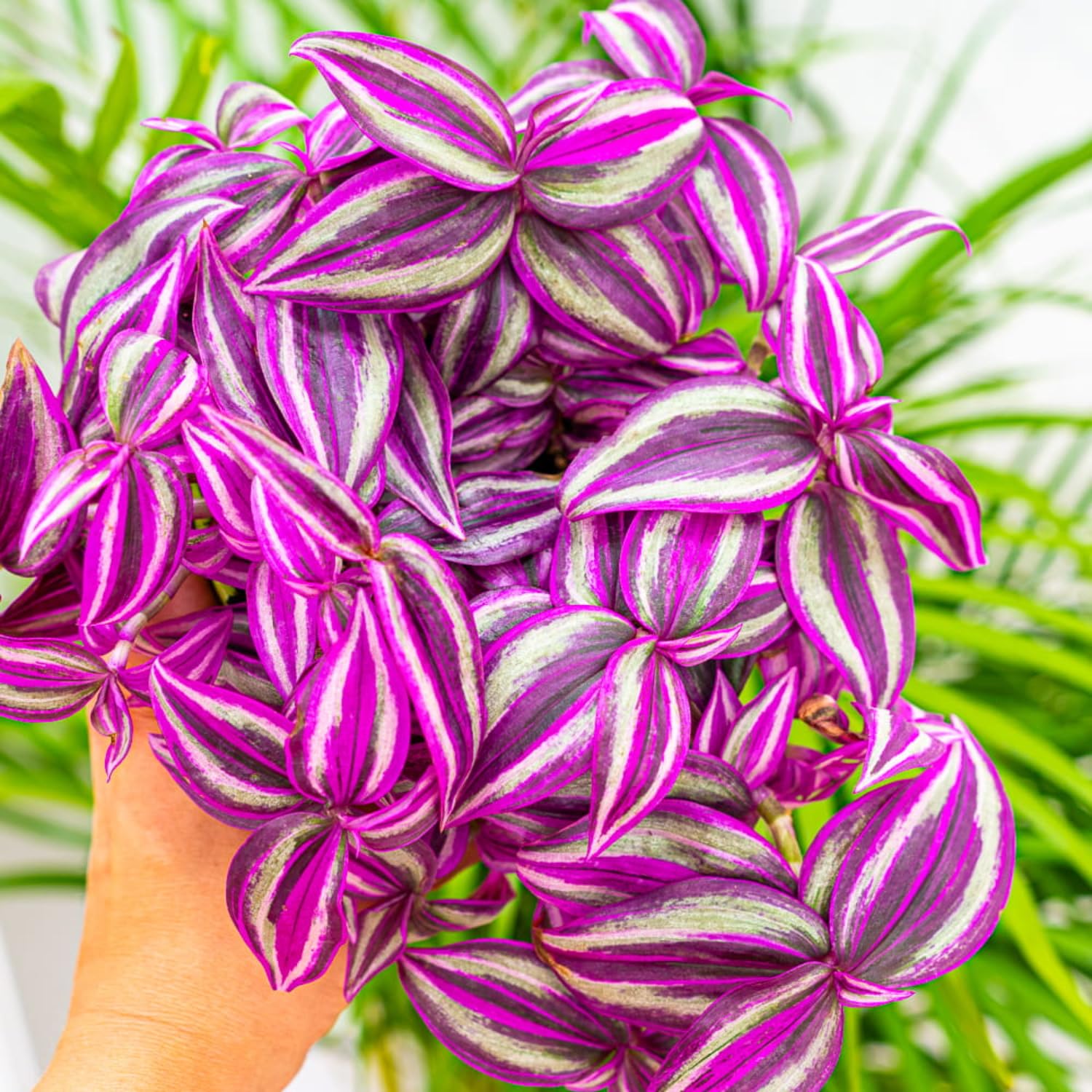 Set 2 Tradescantia Wandering Jew Live Plants, in 3.25" Pots, Pink Paradise Tradescantia Plants, Colorful Indoor Houseplant