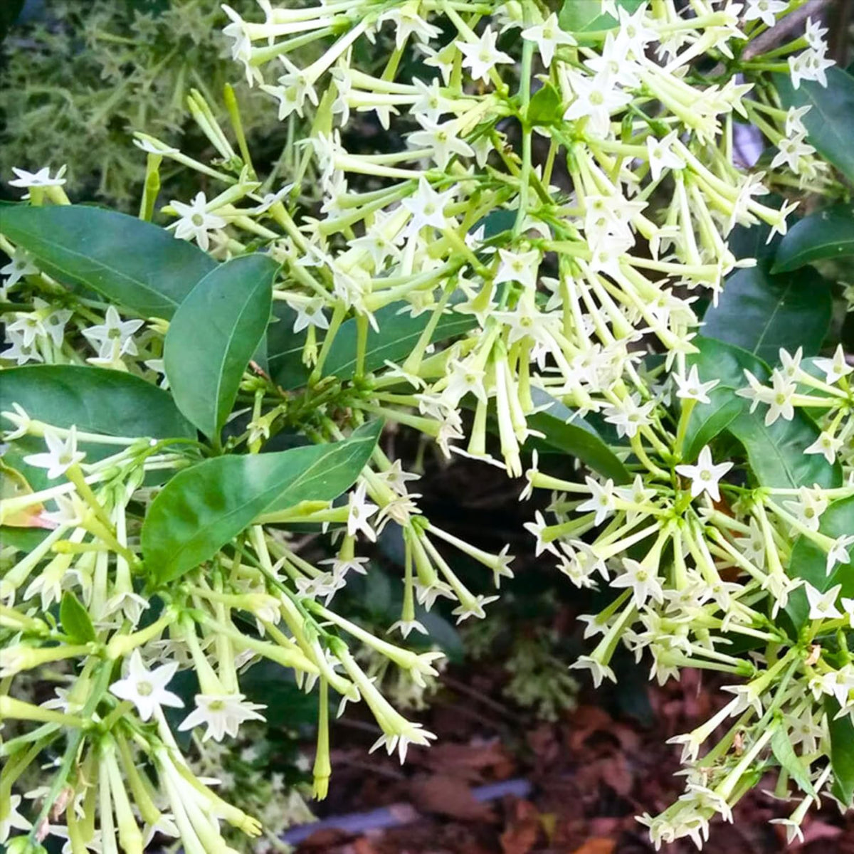 Pack 4 Jasmine Plants Live, Night Blooming Jasmine Flowers, Fragrant Flowering Shrub for Garden or Containers, 4-6" Tall