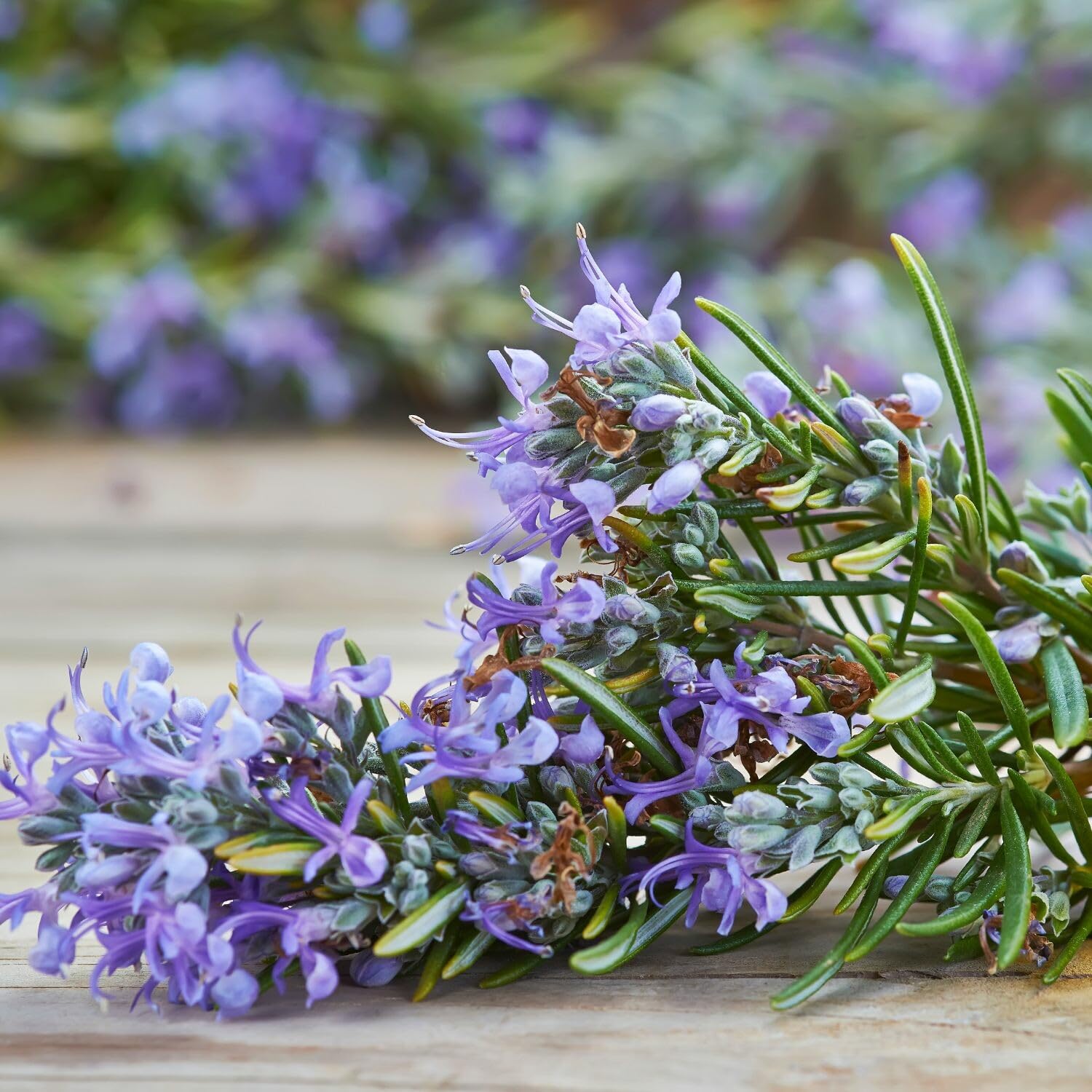 Set 6 of Rosemary Plants Live, Live Rosemary Herb Plants from 3 to 5 Inches Long