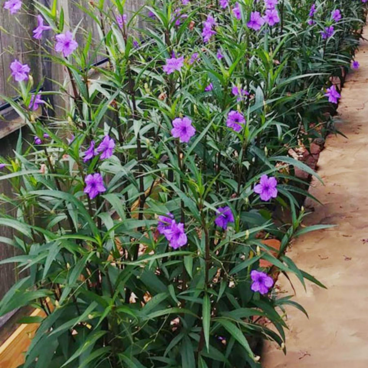 6 Purple Mexican Petunia Plants Live, 4-7 Inches Tall, Hardy Perennial Flowers