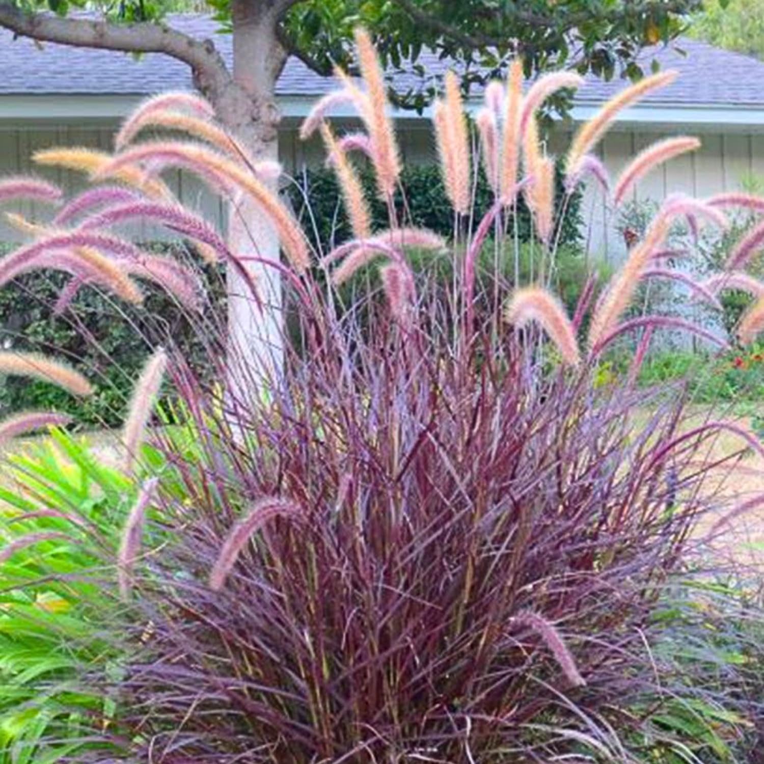 2 Red Fountain Grass Plants, Hardy, Ornamental Grass with Red Plumes, Garden, Border, or Containers Growing, 4-7 Inches