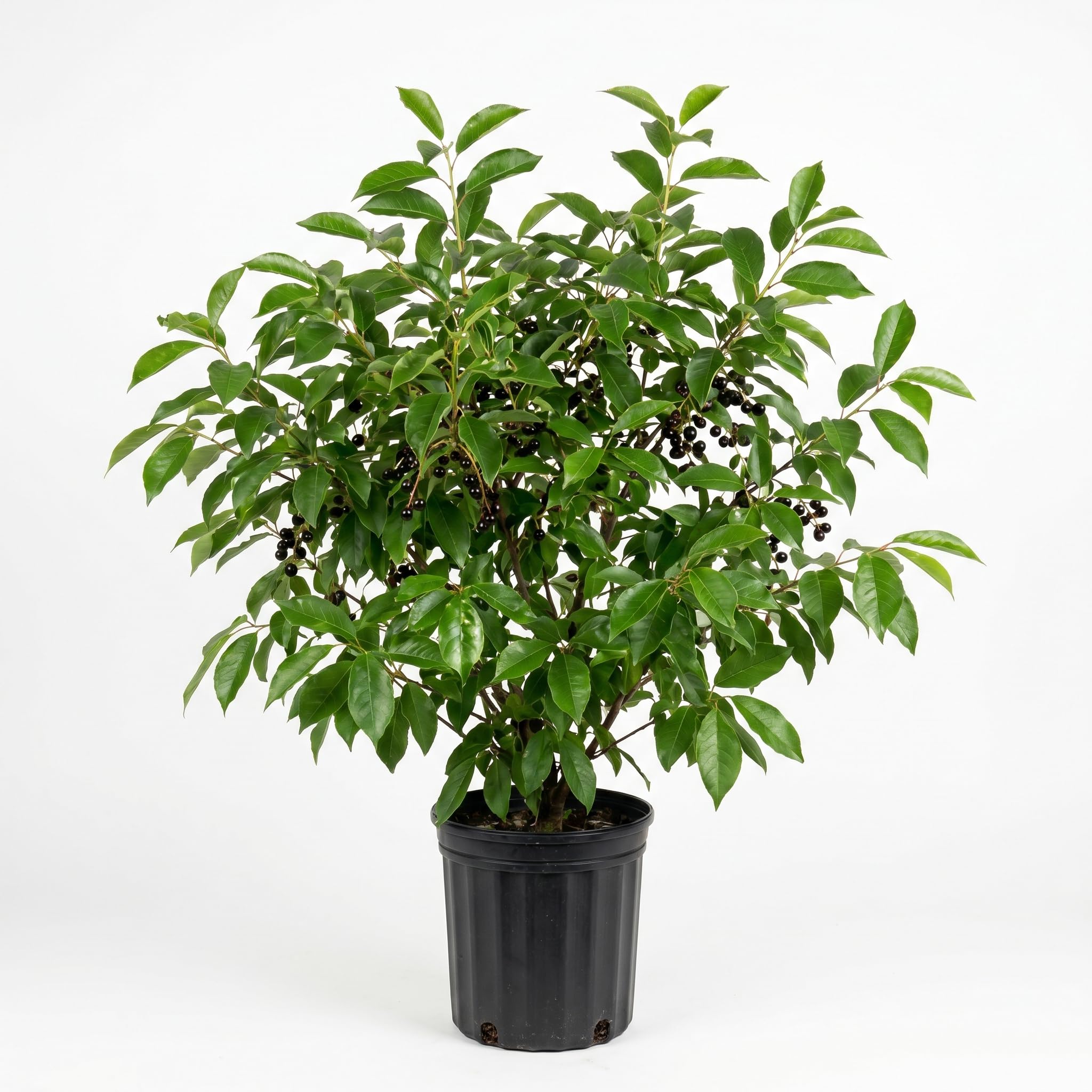 Black Cherry Tree, Live Cherry Fruit Tree Rooted 1.5-2 Feet Tall, Hardy, Dormant, Sweet Cherries for Outdoor Garden