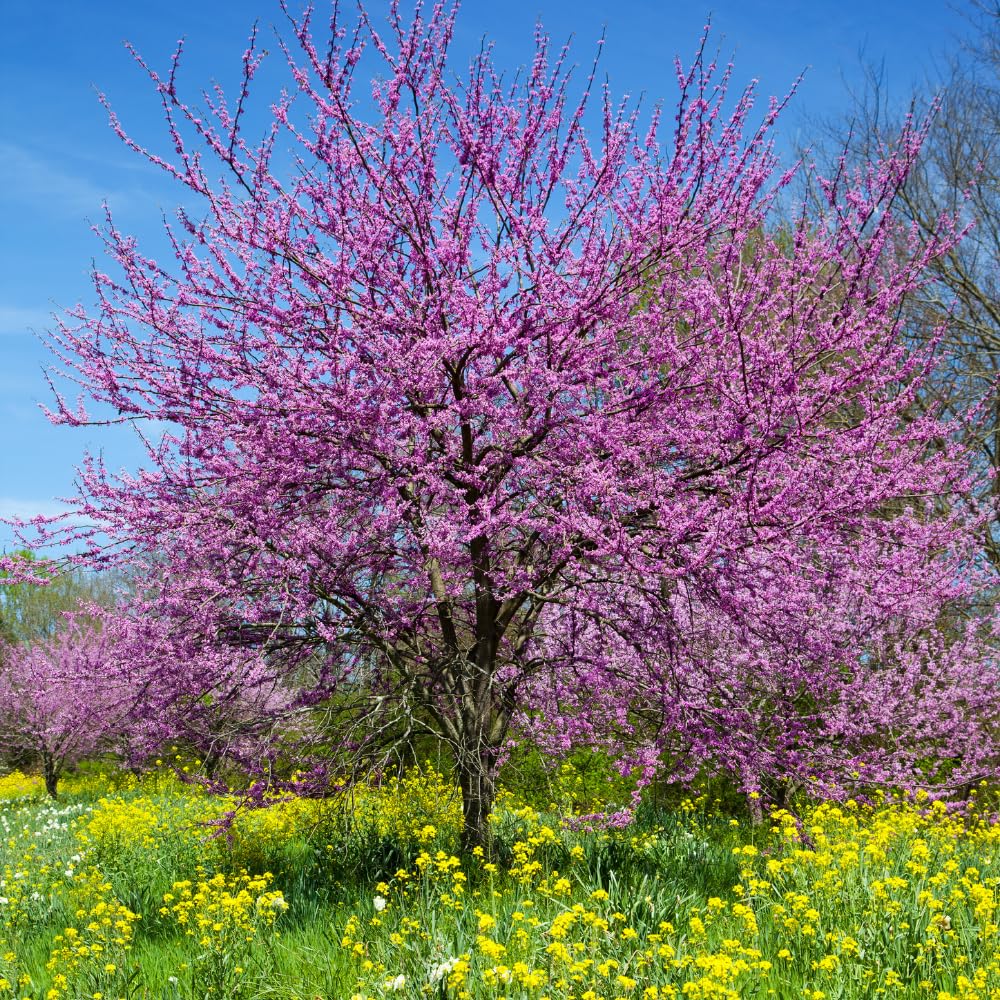 5 Live Redbud Tree Seedlings 1–2 Ft Tall, Hardy Ornamental Red Bud Trees Roots, Pink Spring Blooms