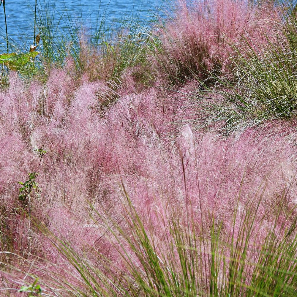 2 Pink Muhly Grass Plants Live, 5 to 7 Inches Tall, Ornamental Grass Live Plant for Growing Indoor, Outdoor