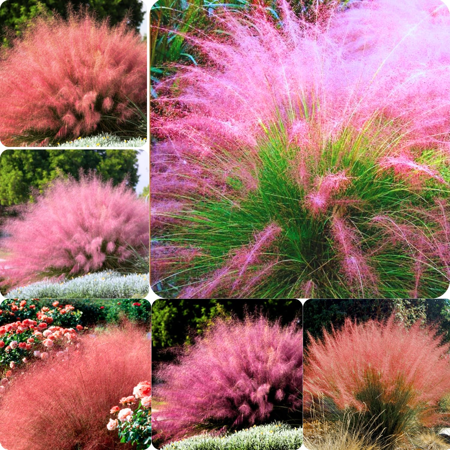 2 Mix Muhly Grass Plants Live, Tall Ornamental Perennial Grass for Landscaping, 5-9 Inch Height Well Rooted