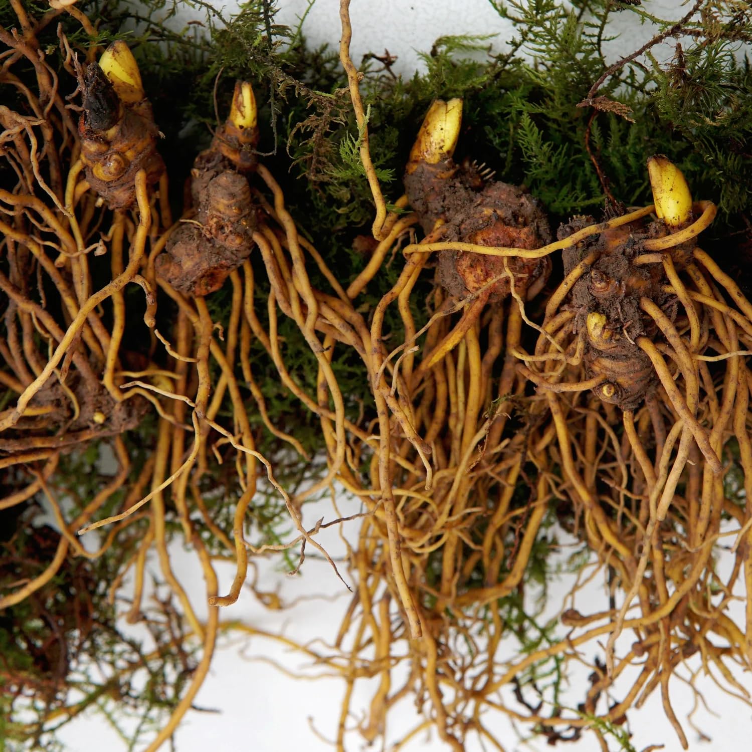 10 Goldenseal Roots Plants Live, Goldenseal Herb for Planting Indoor Outdoor, Bare Roots