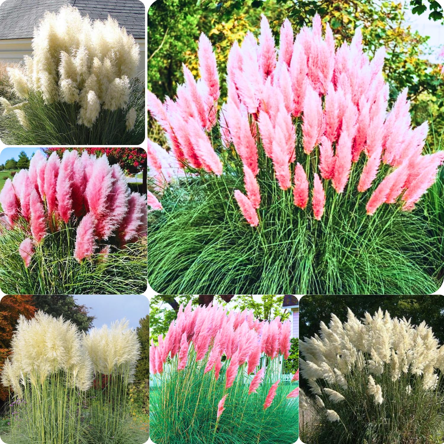 Pack 3 Mix Pampas Grass Plants Live Clumps, 5-9 Inch Tall, Ornamental Grasses Live Plants Perennial