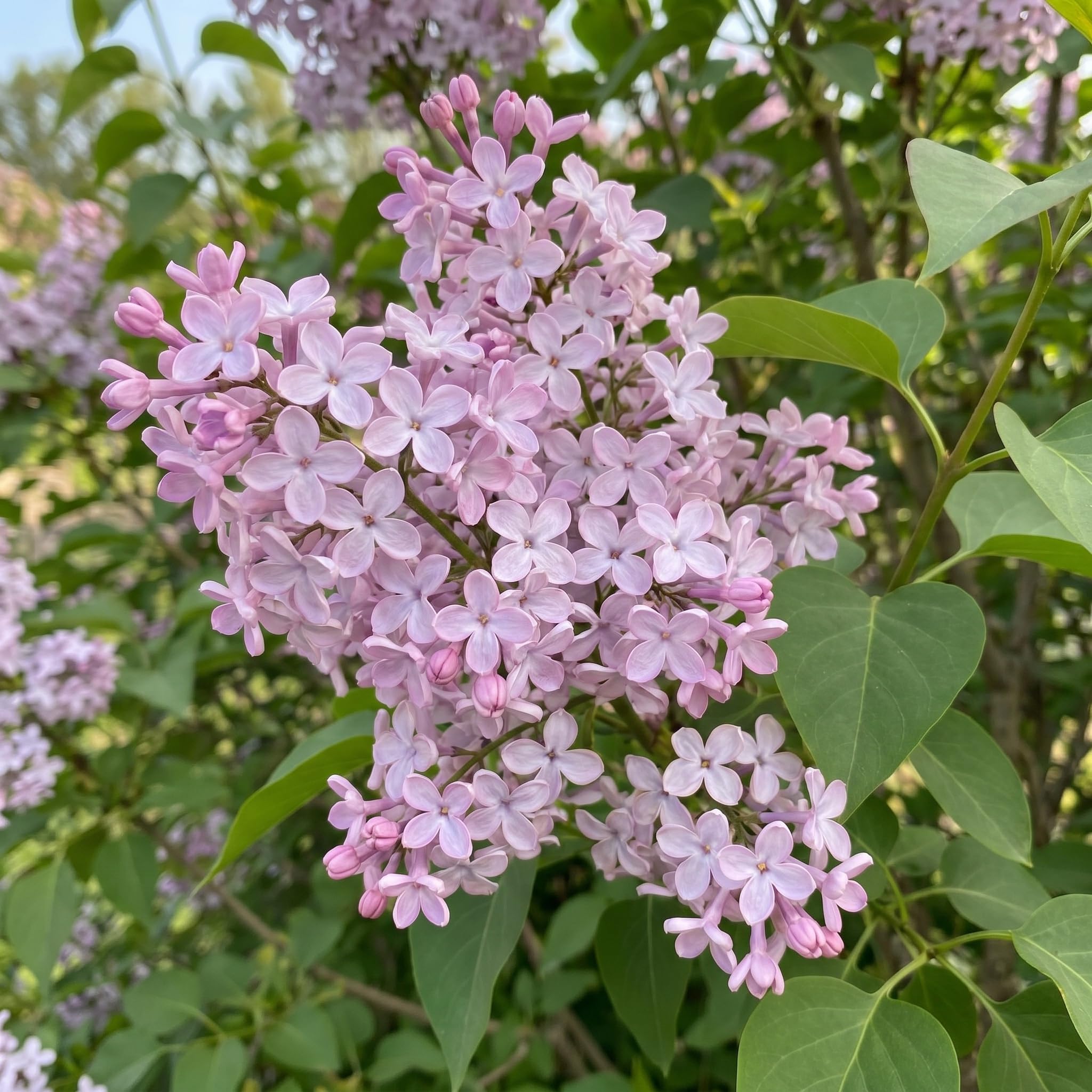 Lilac Plant Live in 4'' Pot, Fragrant Pink Flowers, Hardy Lilac Shrub for Outdoor Garden, 6-12'' Tall, Winter Dormant